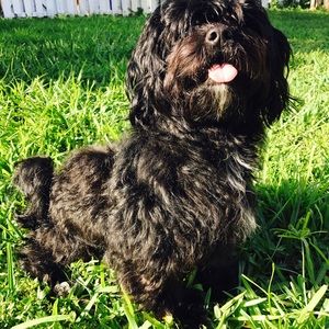 Meet your Posher, Barrie